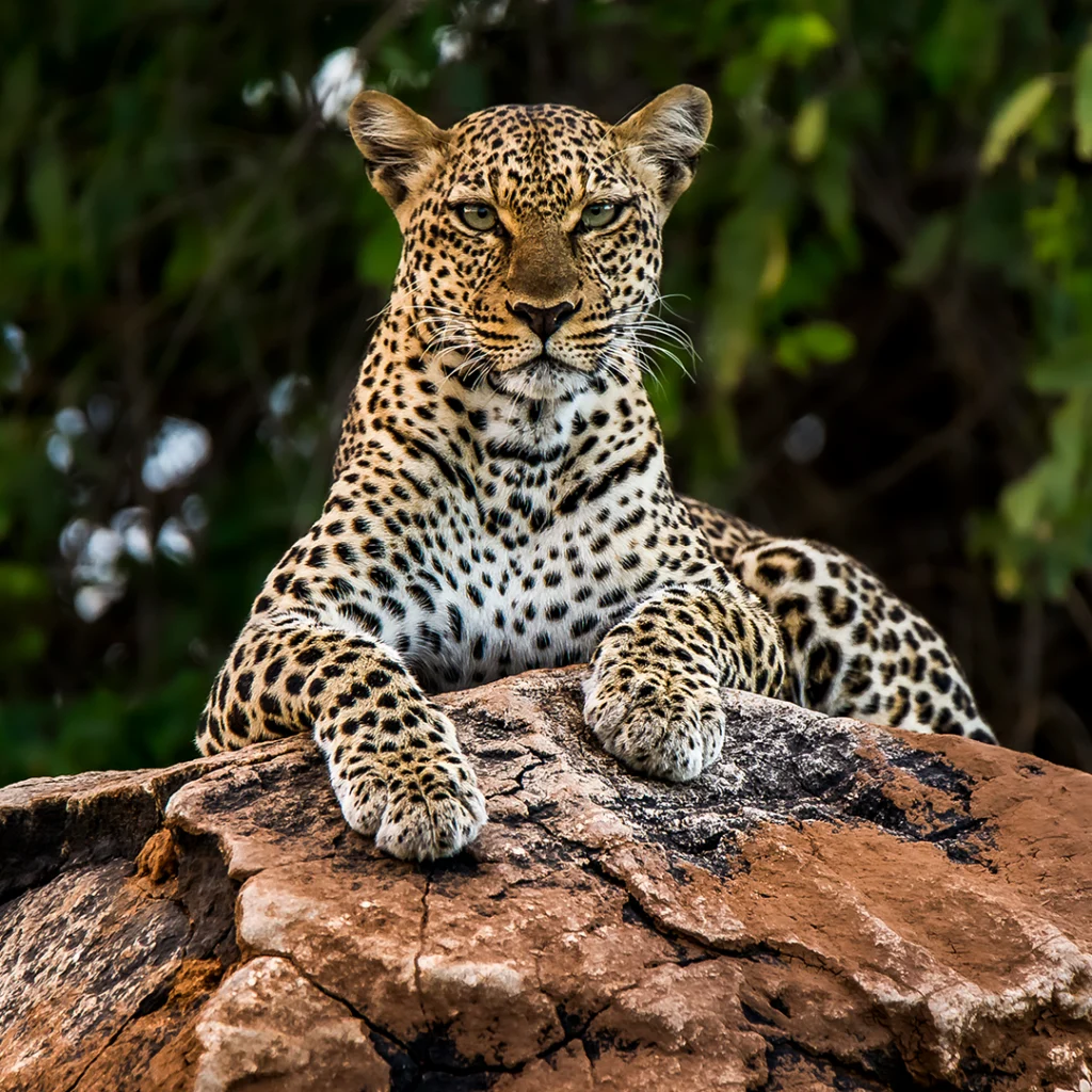 African Female Leopard